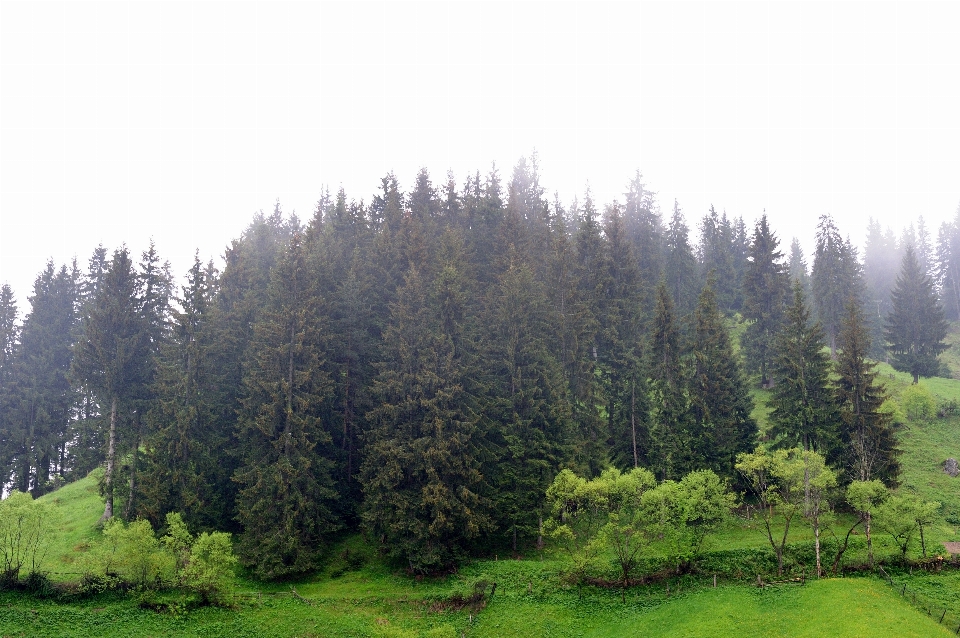 Albero foresta natura selvaggia
 montagna