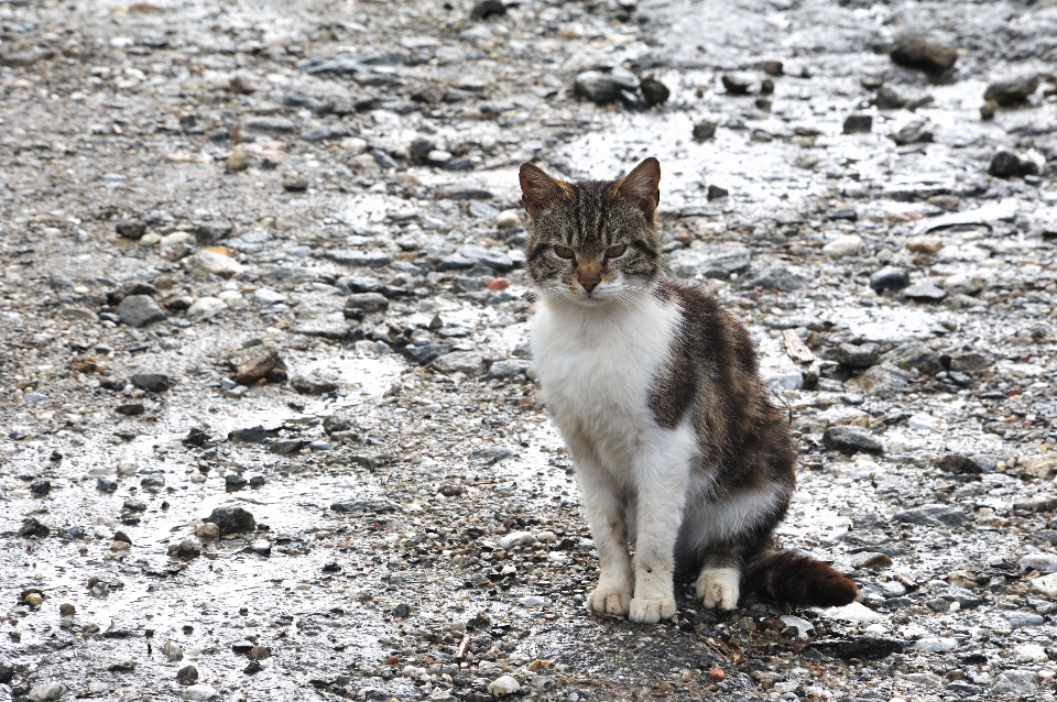 Anak kucing mamalia fauna