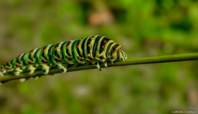 Nature green insect macro Photo