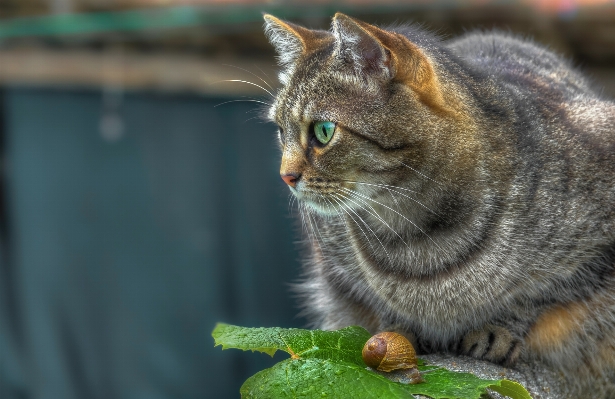 Foto Anak kucing mamalia fauna