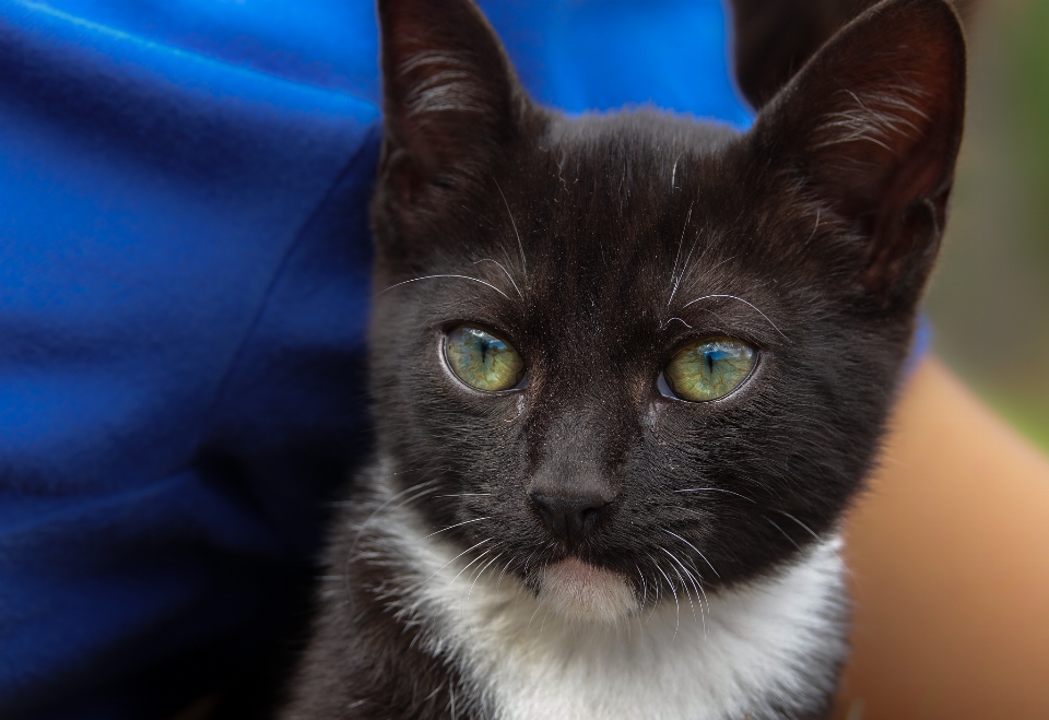 Kätzchen katze säugetier blau