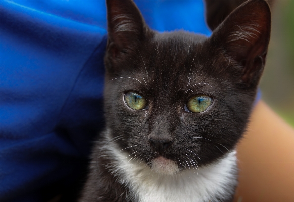 Foto Gatinho gato mamífero azul