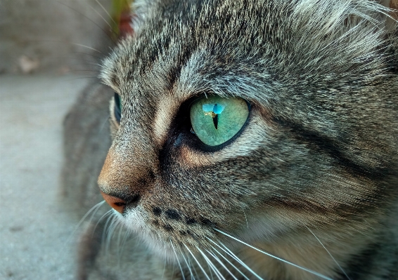 Foto Animais selvagens gato mamífero fauna