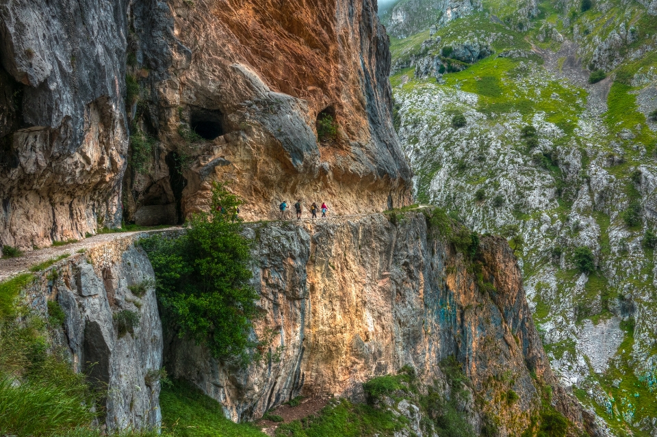 Landscape tree rock formation