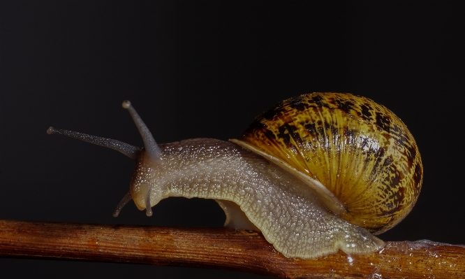 Zdjęcie Natura makro fauna bezkręgowy