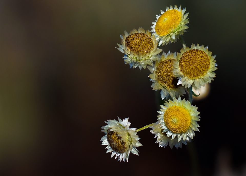 Naturaleza rama planta fotografía