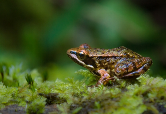 Zdjęcie Natura dzikiej przyrody zielony makro