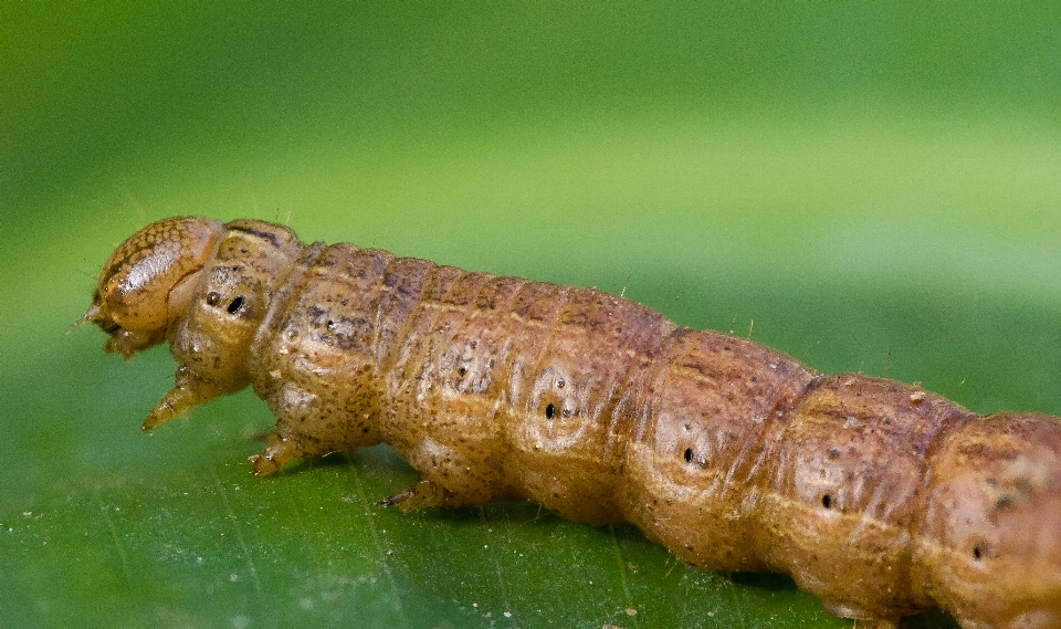 Nature insect macro moth