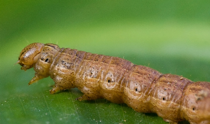 Nature insect macro moth Photo