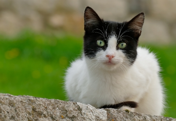 Foto Alam putih anak kucing