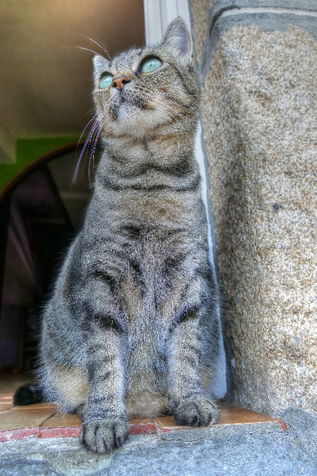 Kätzchen katze säugetier fauna