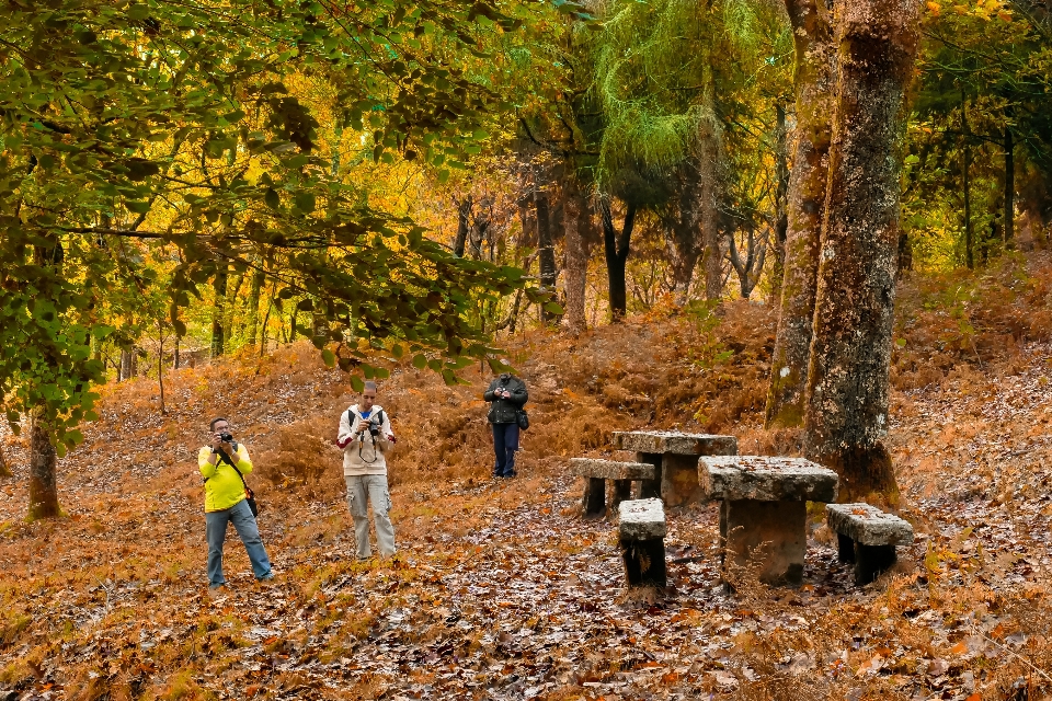 Landschaft baum natur wald