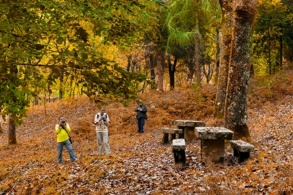 風景 木 自然 森 写真