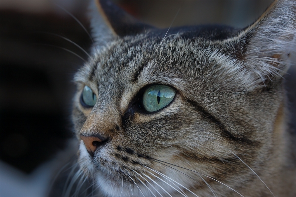 Cat mammal fauna close up Photo