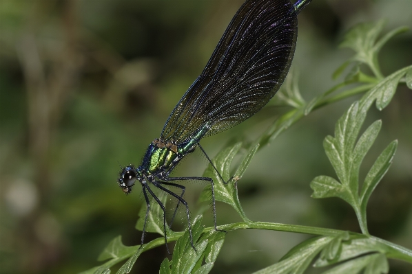 Nature wing flower photo Photo