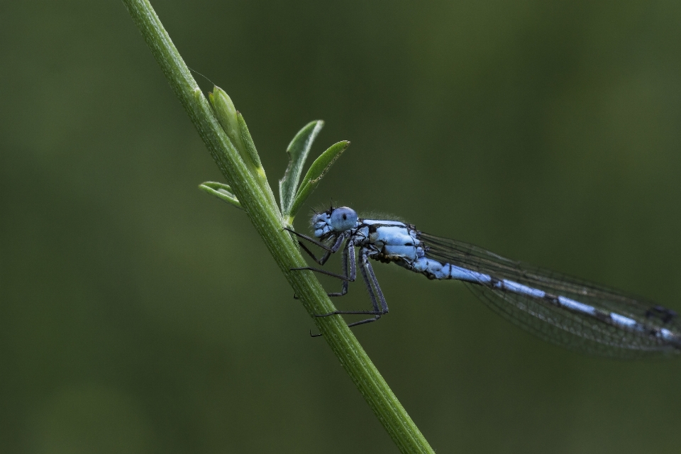 Nature grass photography photo