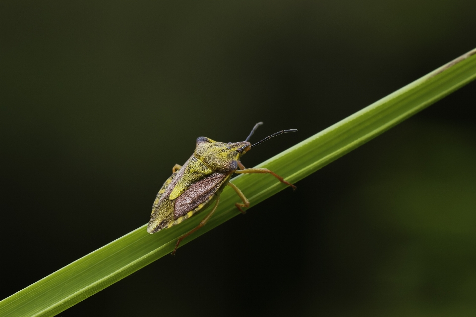 Natura fotografia liść zdjęcie