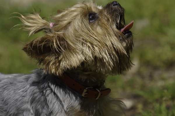 Foto Perro foto mamífero vertebrado
