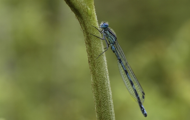 Nature wing photo green Photo