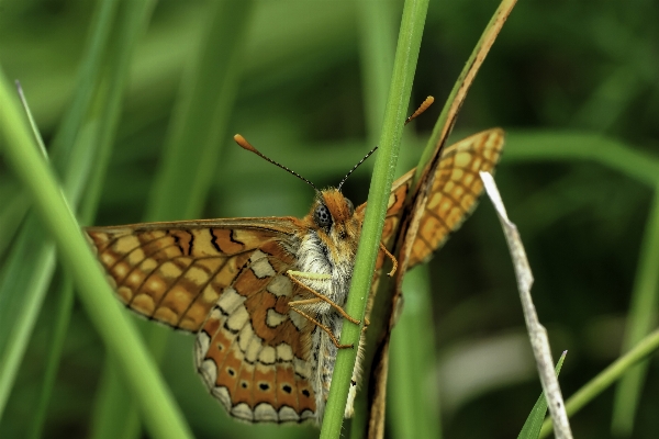 Doğa çayır
 çiçek fotoğraf Fotoğraf