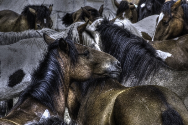 Foto Foto kambing kawanan kuda