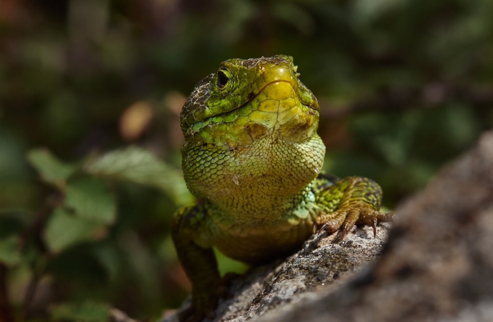 Naturaleza foto fauna silvestre verde