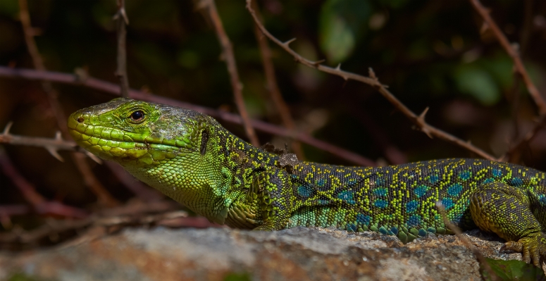 自然 写真 野生動物 緑 写真