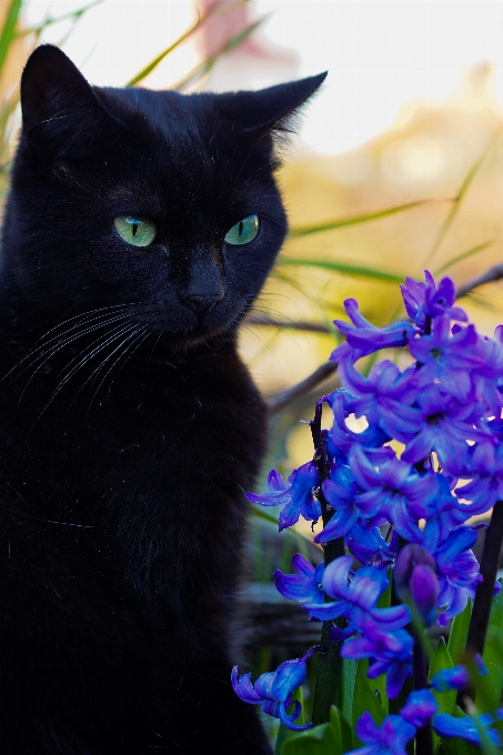 Nature flower photo kitten