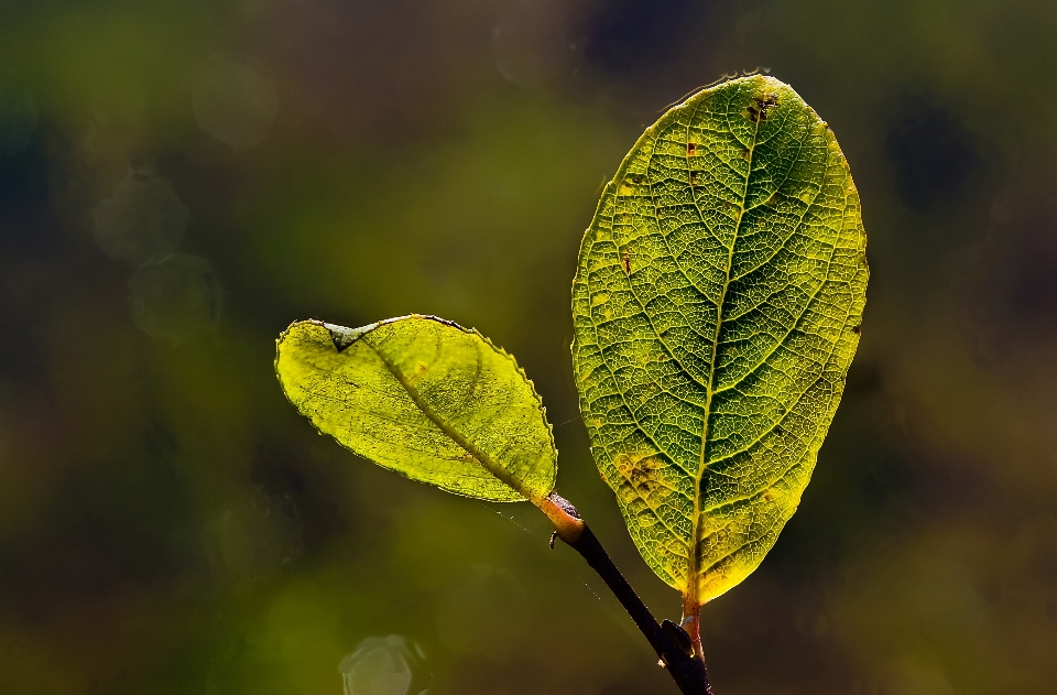 Tree nature branch plant