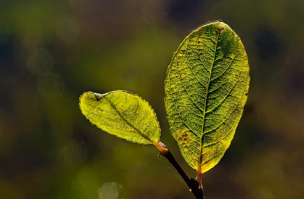 Photo Arbre nature bifurquer usine