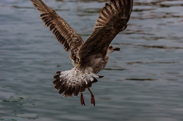 Foto Alam burung sayap camar