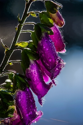 Wasser natur blüte anlage Foto