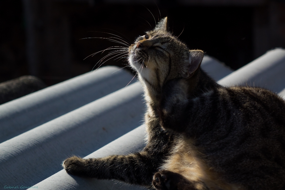 Kätzchen katze säugetier schwarz