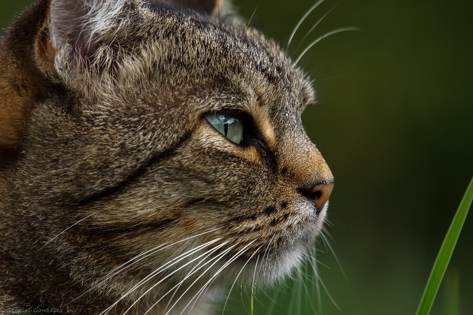 Grass photo wildlife cat