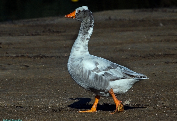 Nature bird wing photo Photo