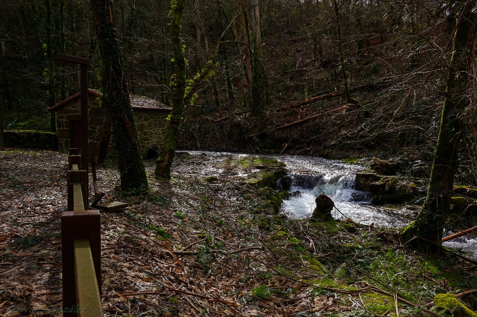 Landschaft baum natur wald