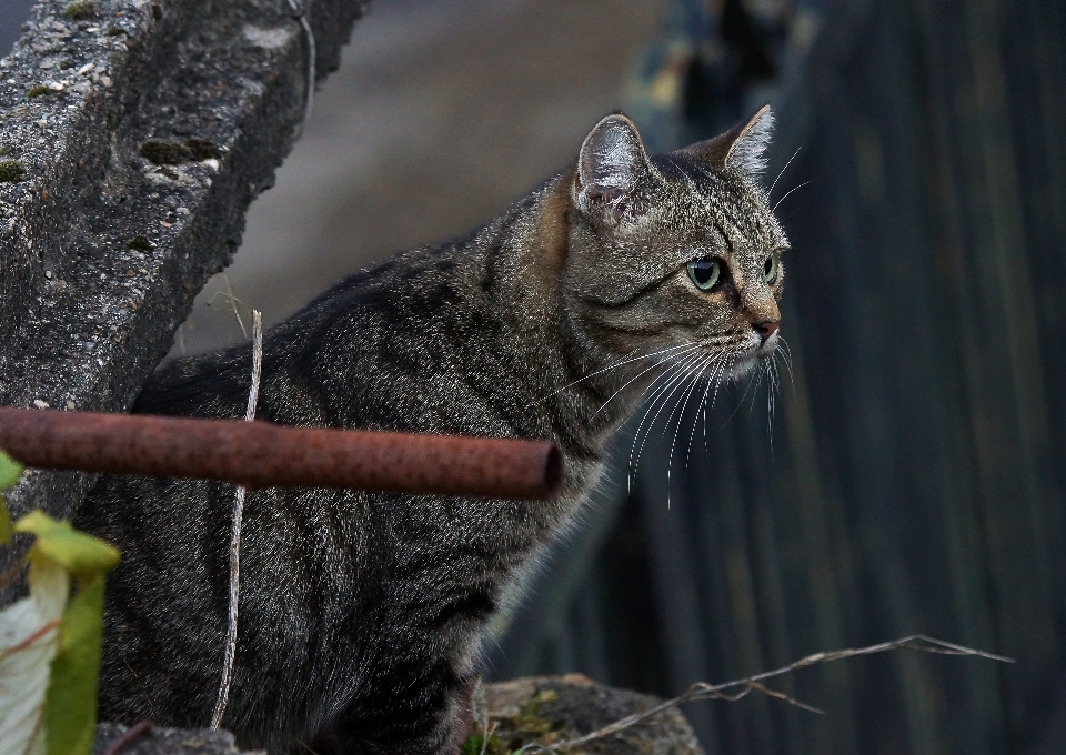 Natur foto tierwelt katze