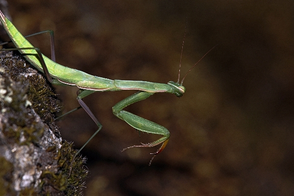 Foto Alam fotografi foto serangga