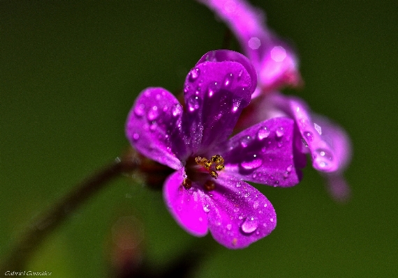 Nature blossom dew plant Photo