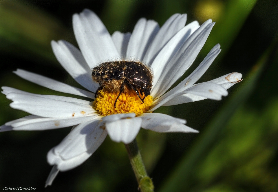 Natura kwitnąć zakład fotografia