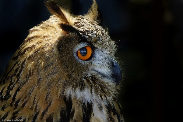 Foto Alam burung sayap foto