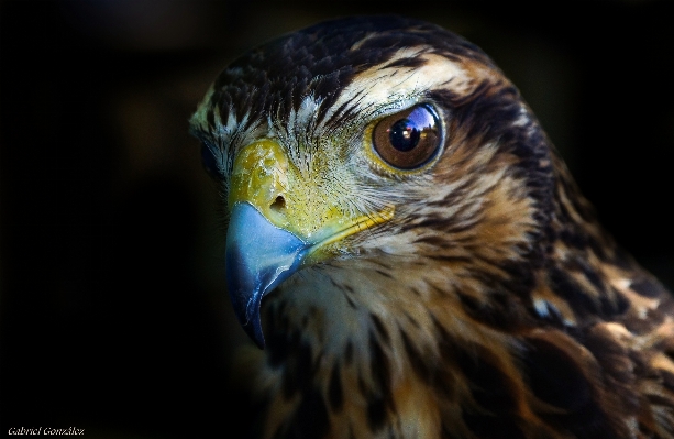 自然 鳥 羽 写真 写真