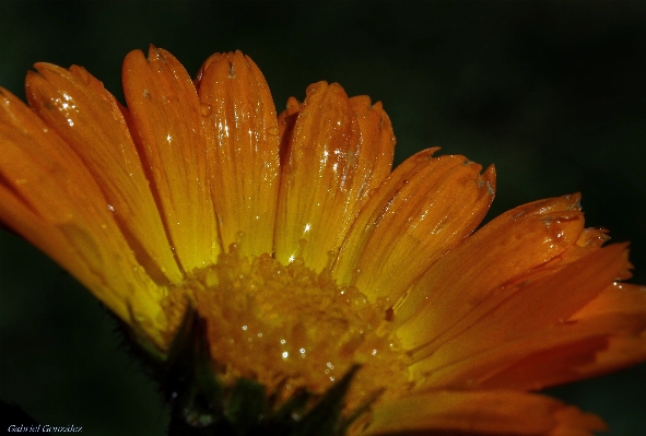 Photo Nature usine la photographie feuille