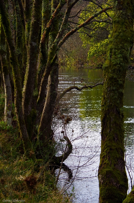 Paesaggio albero acqua natura