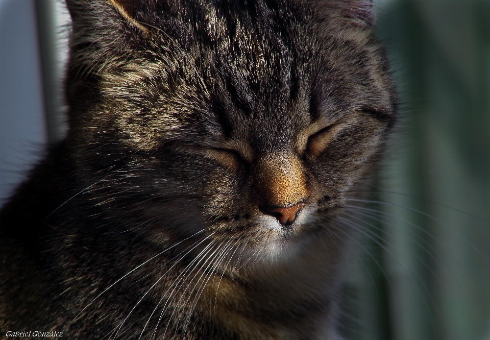 Gato mamífero fauna fechar-se
