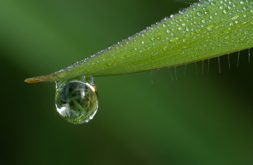 água natureza grama derrubar