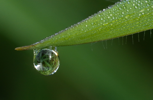 Water nature grass drop Photo