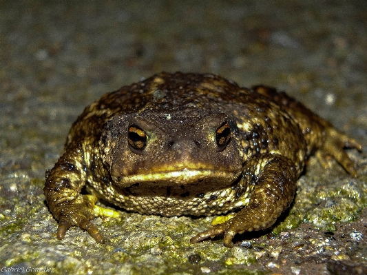 Foto Alam margasatwa makro biologi