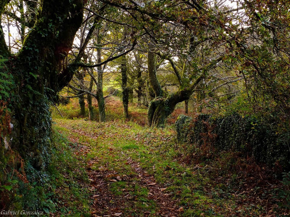 Paesaggio albero natura foresta