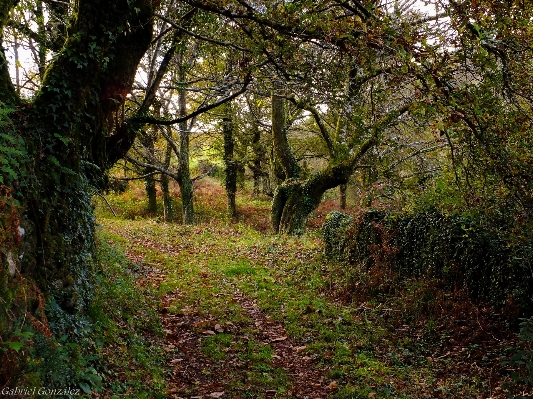 Landscape tree nature forest Photo